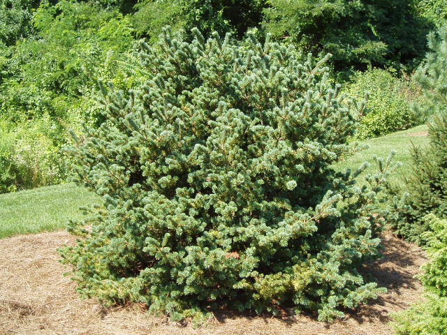 Pinus parviflora 