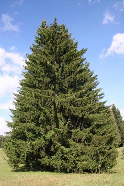 Picea abies 