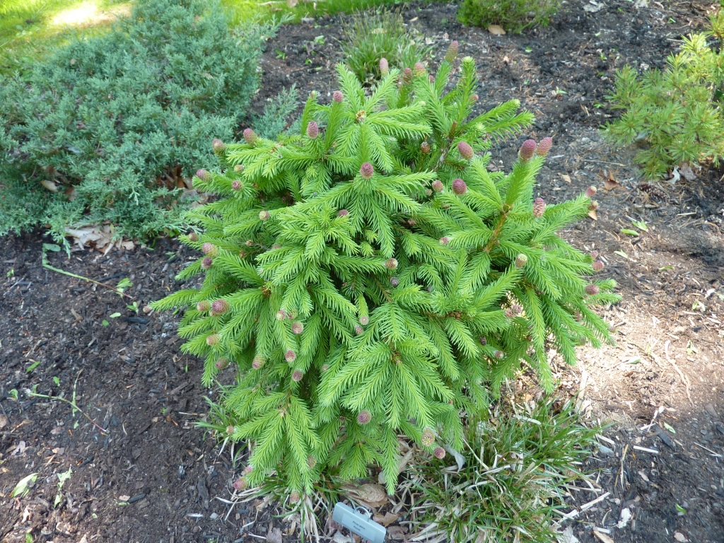 Picea abies 