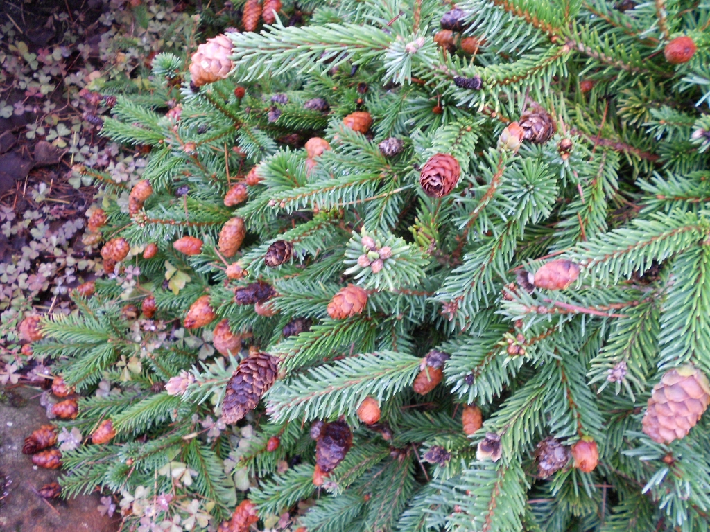Picea abies 