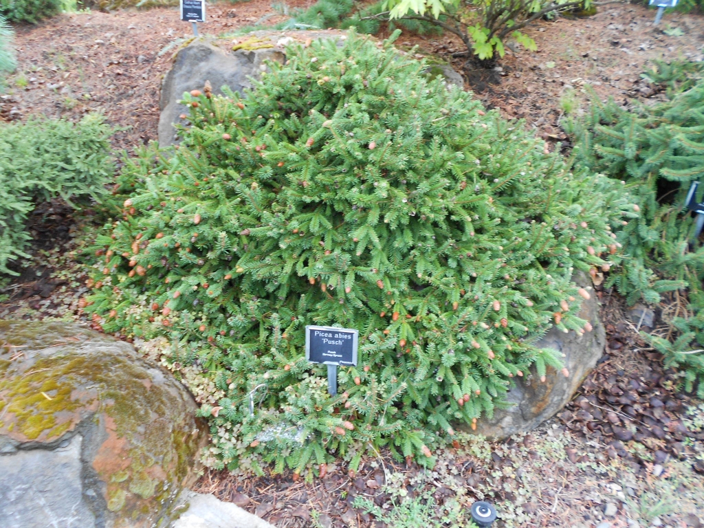 Picea abies 