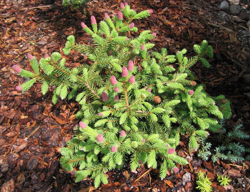 Picea abies 