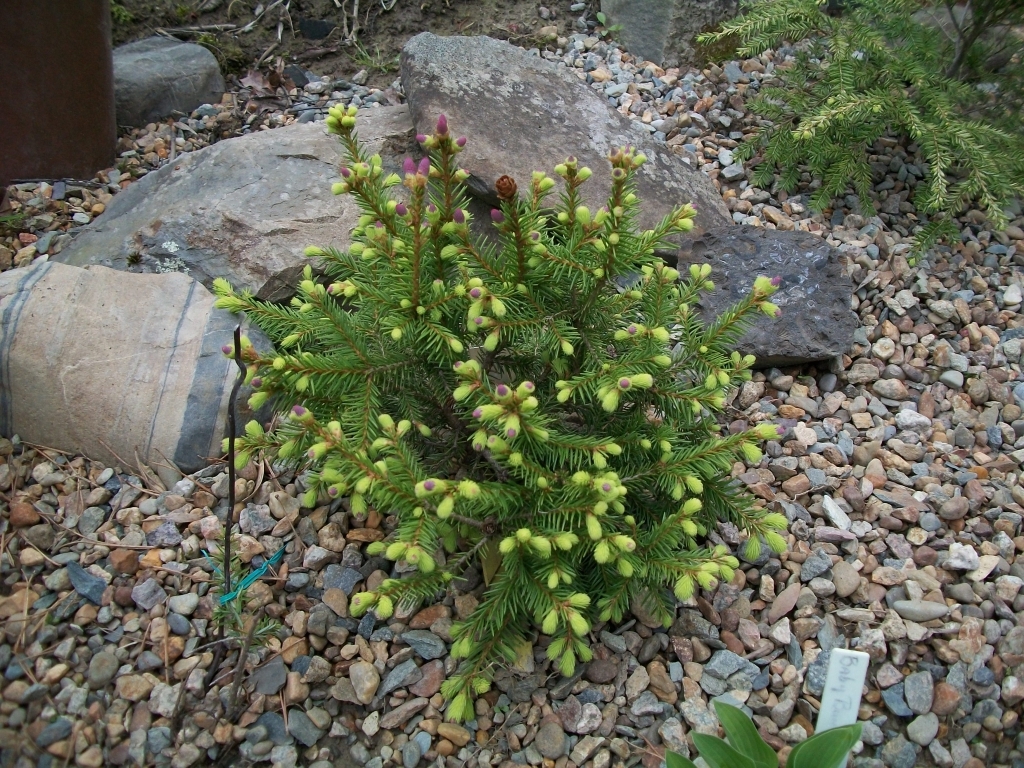 Picea abies 