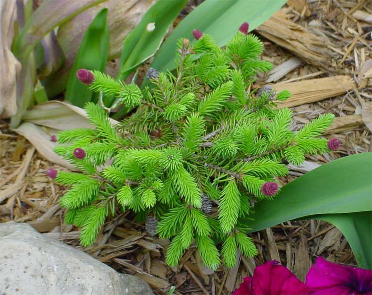 Picea abies 