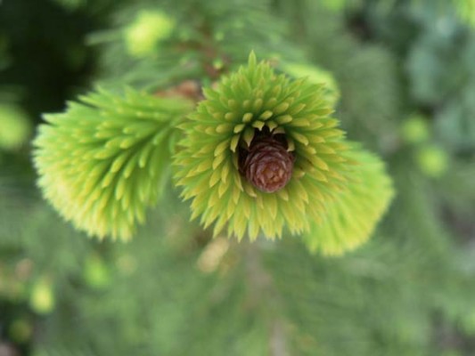 Picea abies 