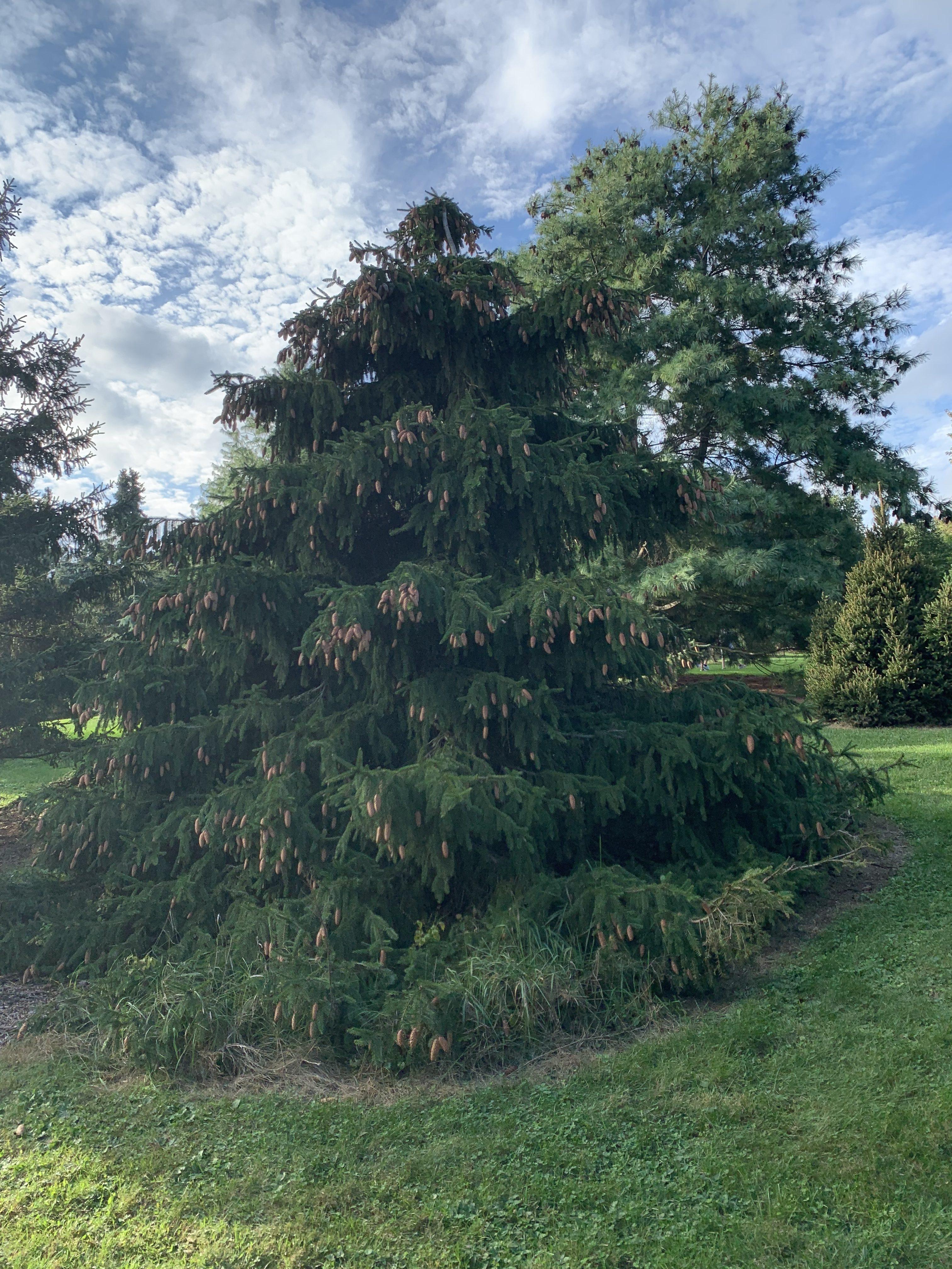Picea abies 