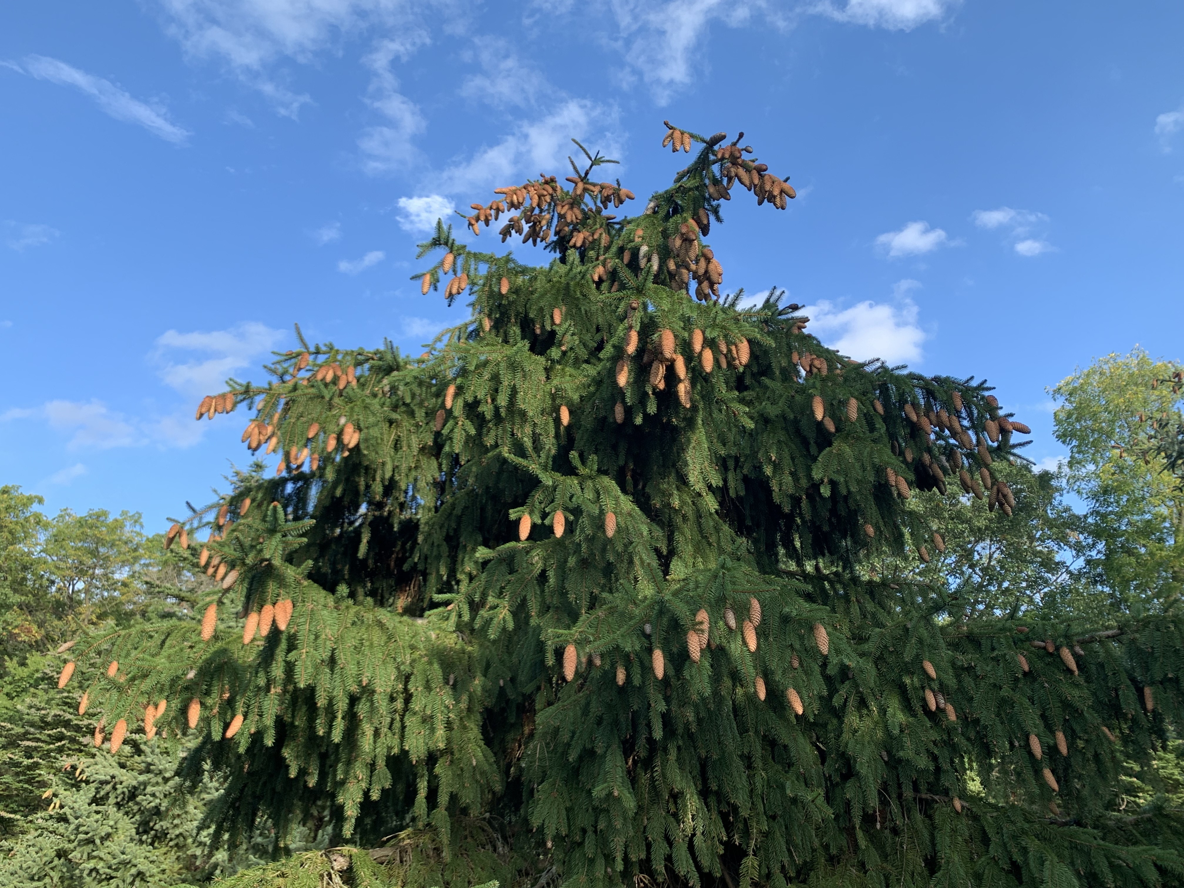 Picea abies 