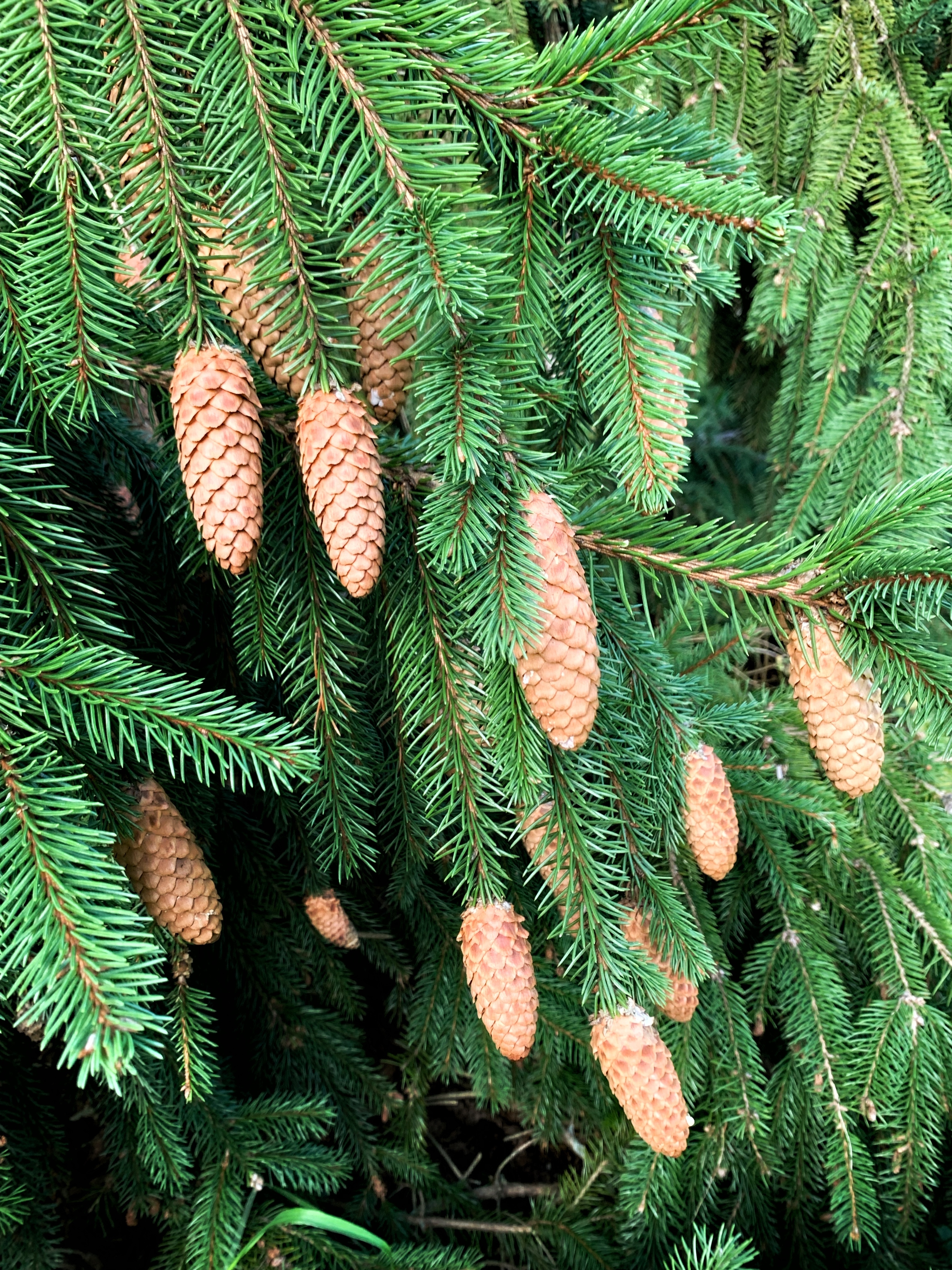 Picea abies 