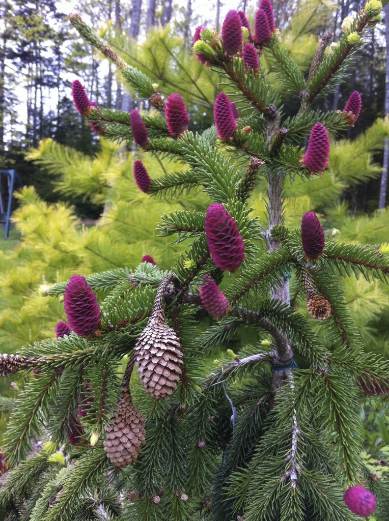 Picea abies 