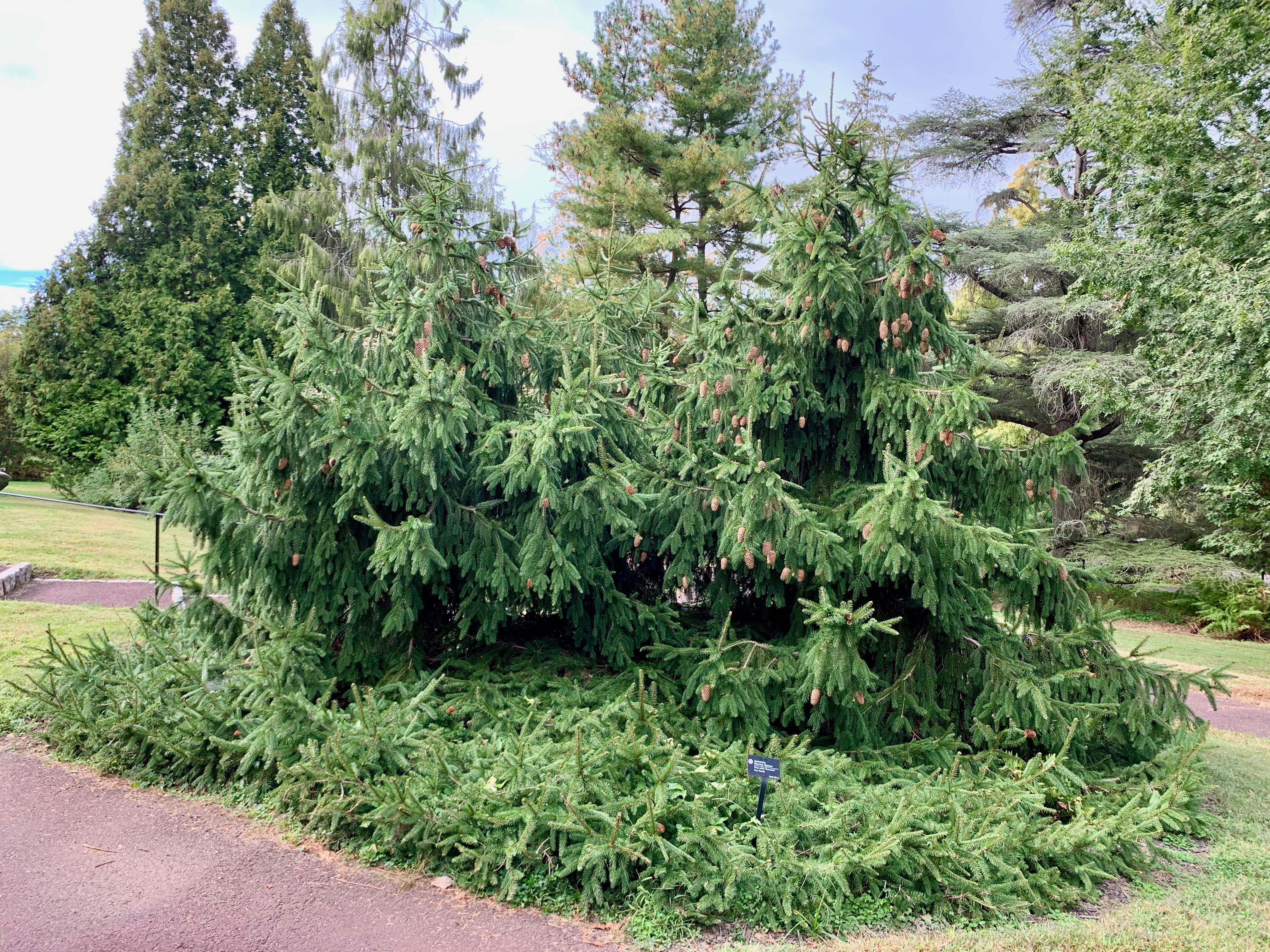Picea abies 