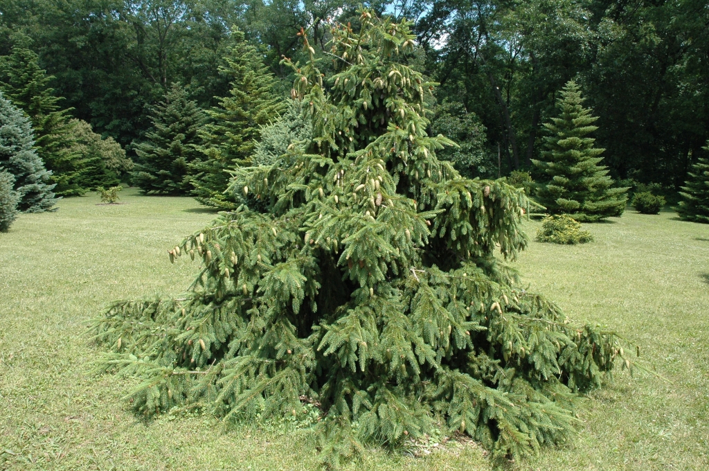 Picea abies 