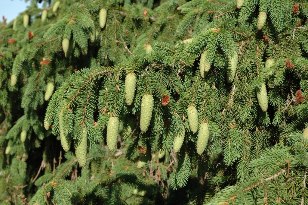 Picea abies 