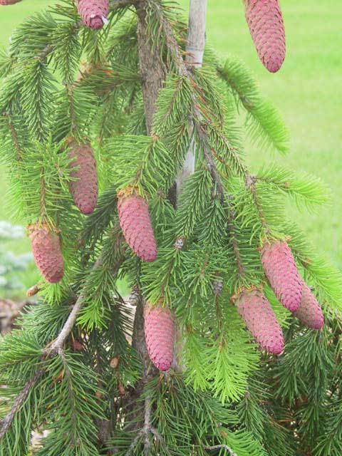 Picea abies 