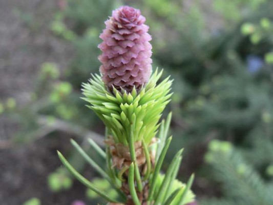 Picea abies 