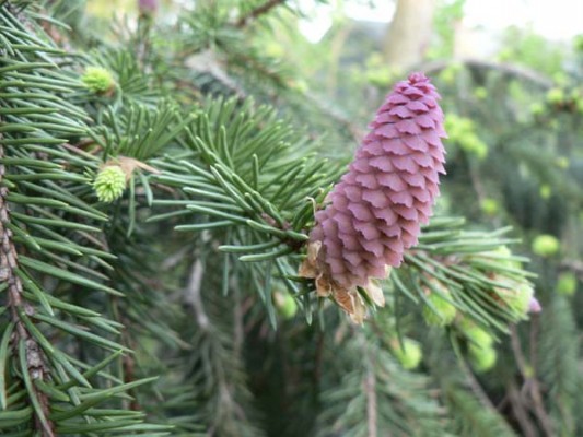 Picea abies 