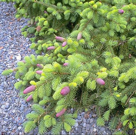 Picea abies 