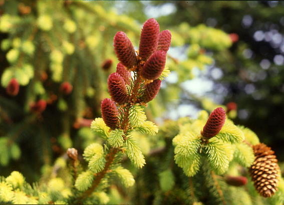 Picea abies 