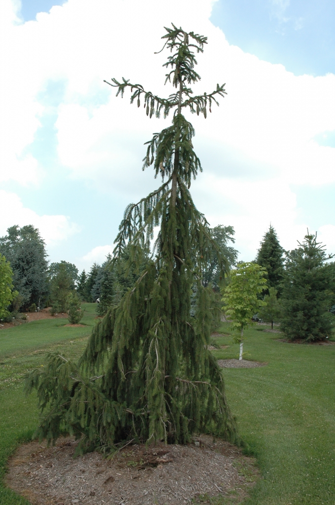 Picea abies 