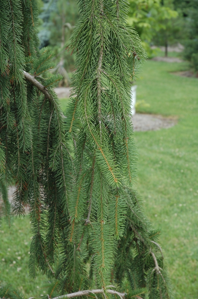 Picea abies 