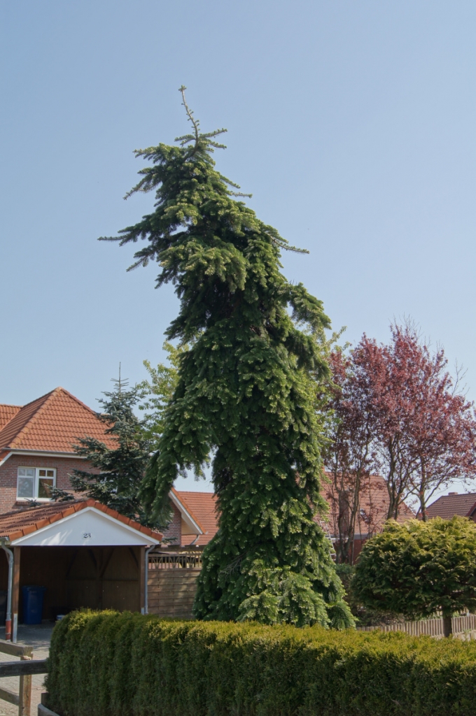 Abies veitchii 