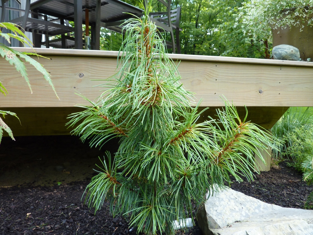 Pinus koraiensis 