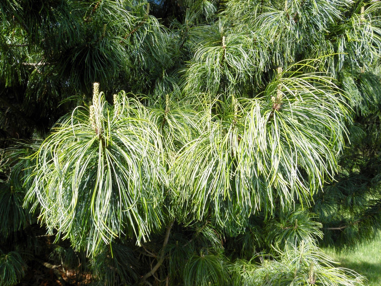 Pinus koraiensis 
