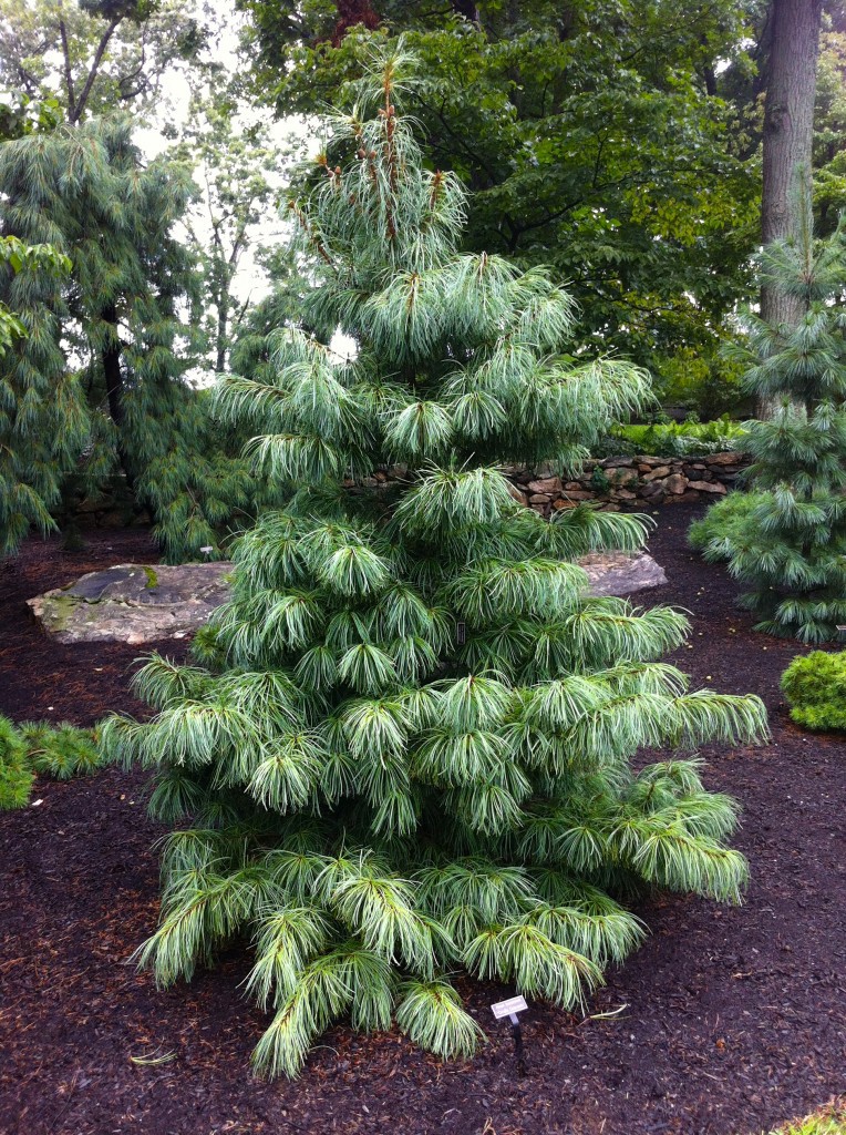 Pinus koraiensis 