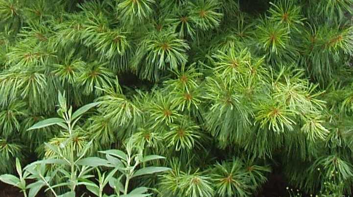 Pinus koraiensis 