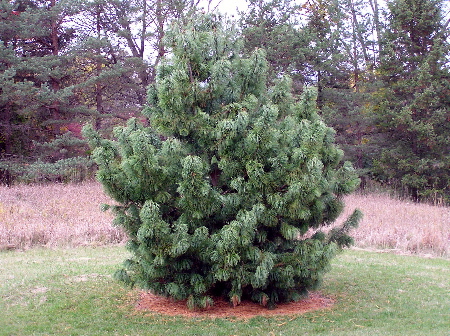 Pinus koraiensis 