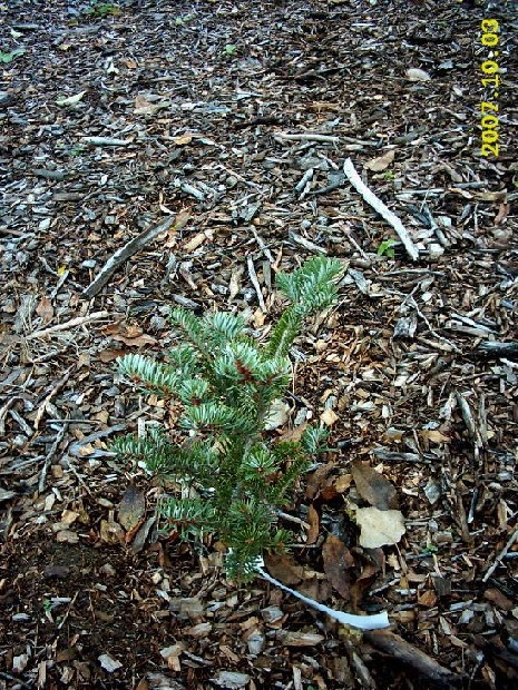 Abies veitchii 