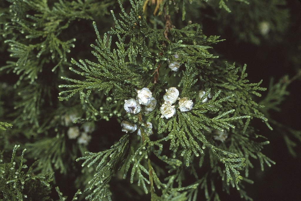 Chamaecyparis thyoides 