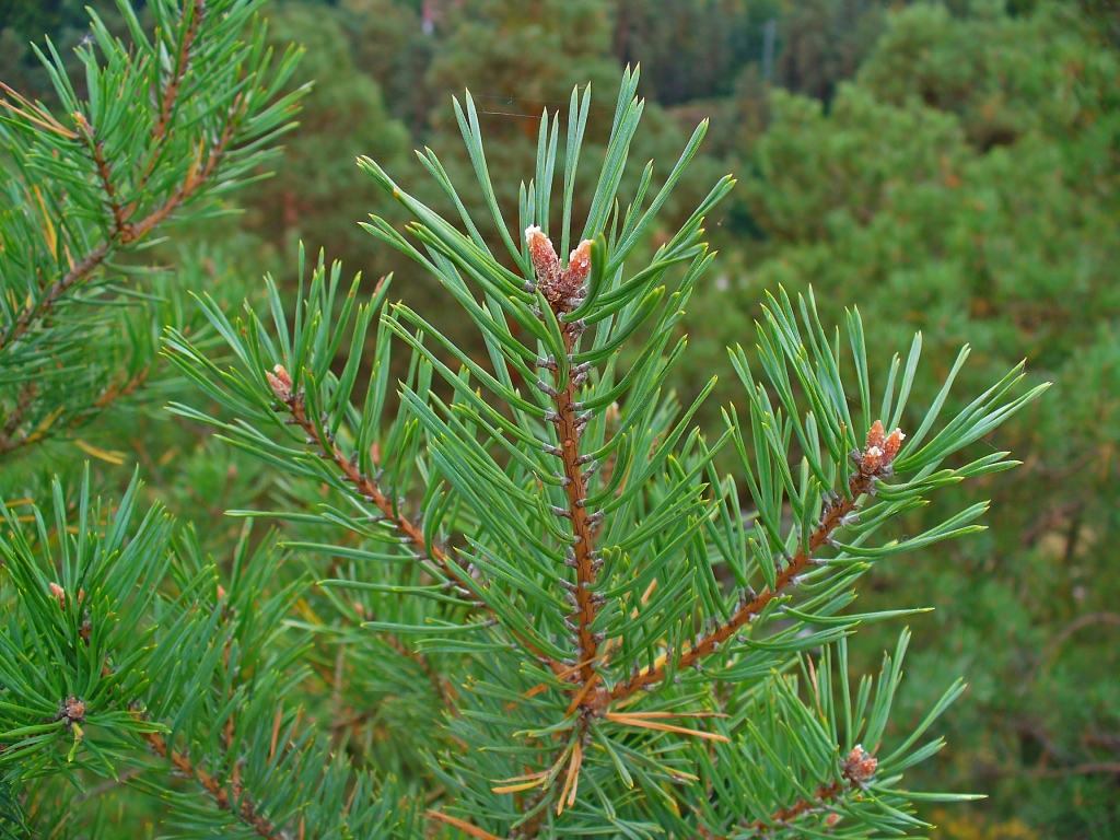 Pinus sylvestris 