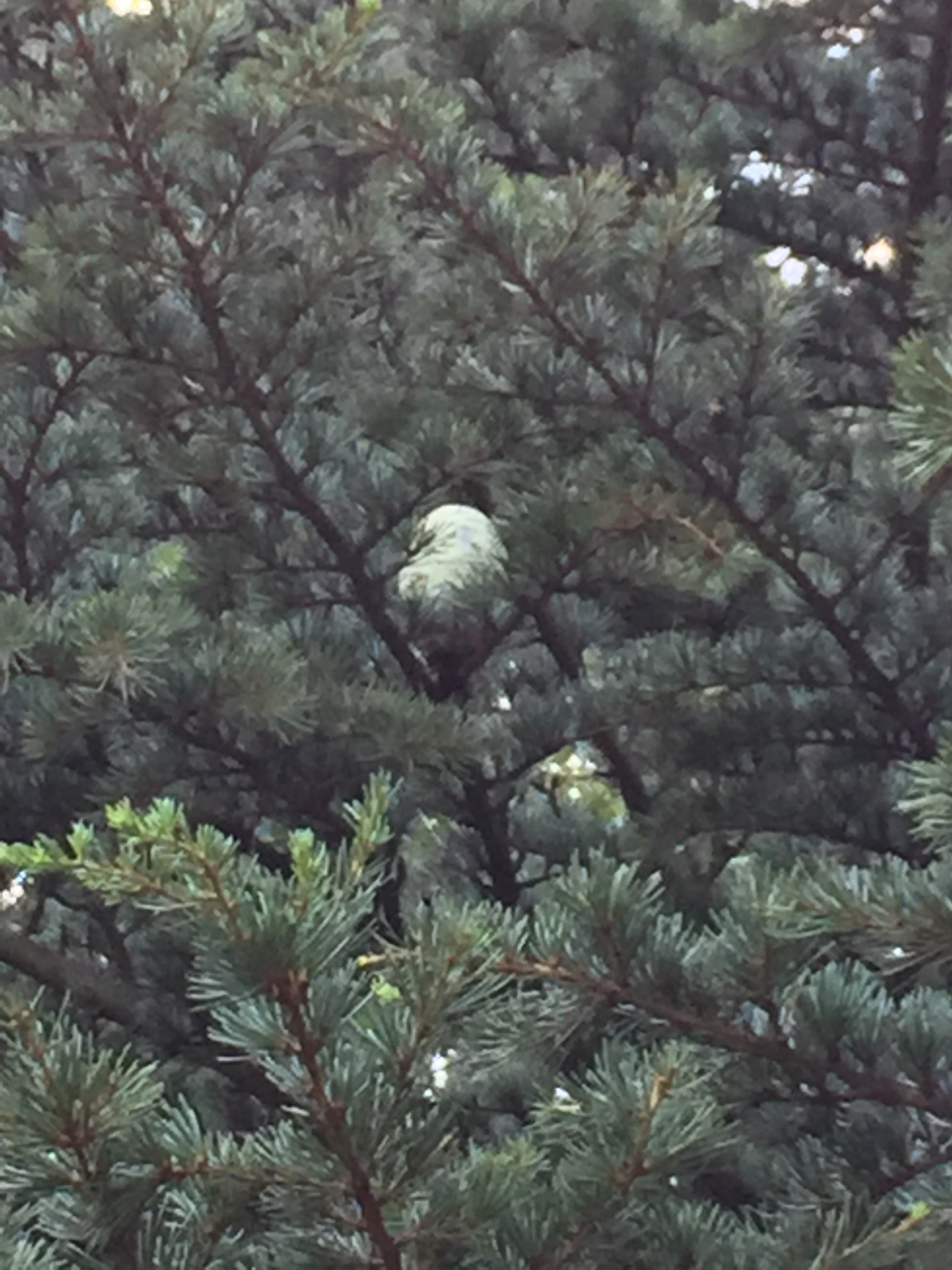 Cedrus libani 