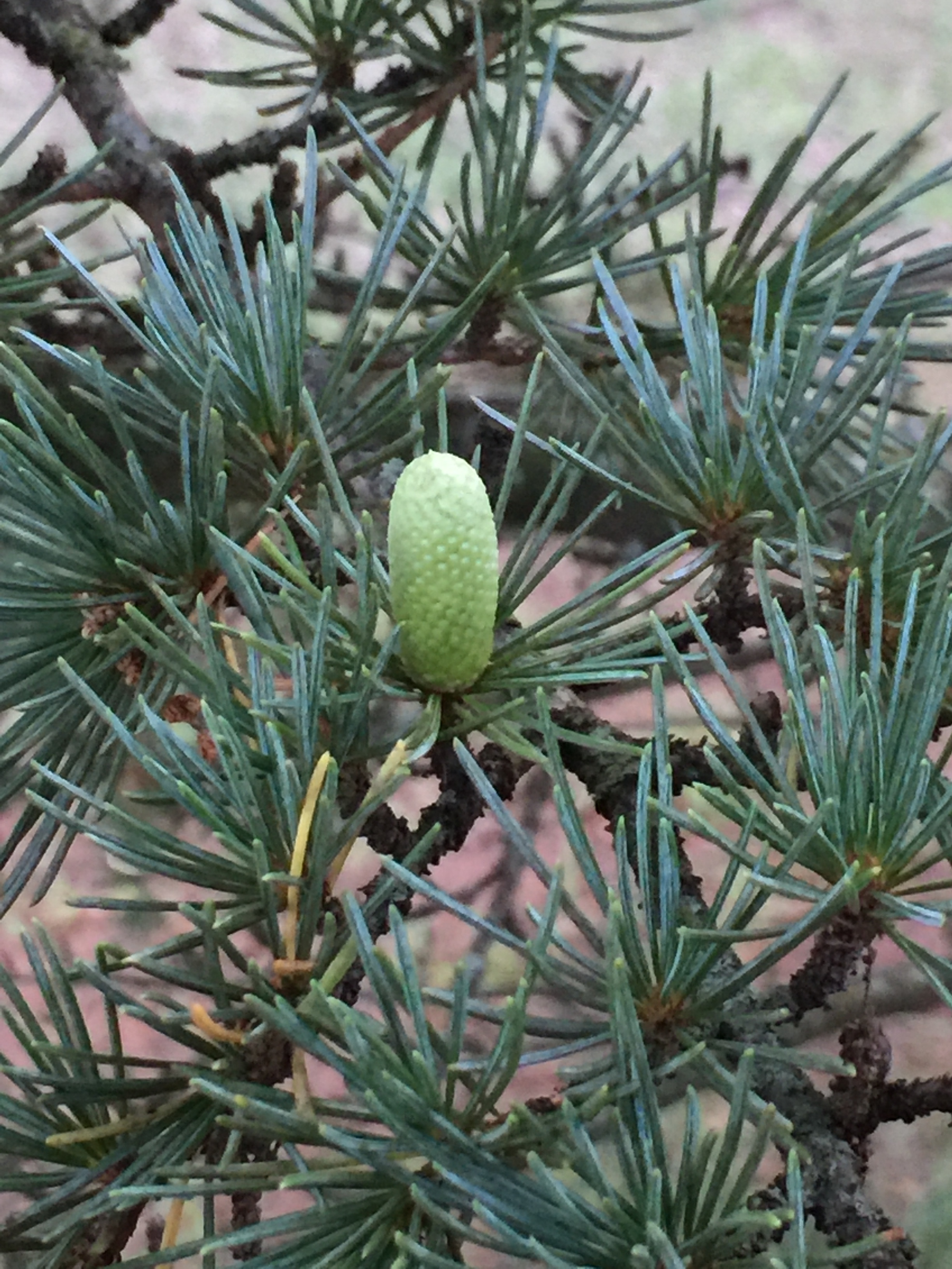 Cedrus libani 