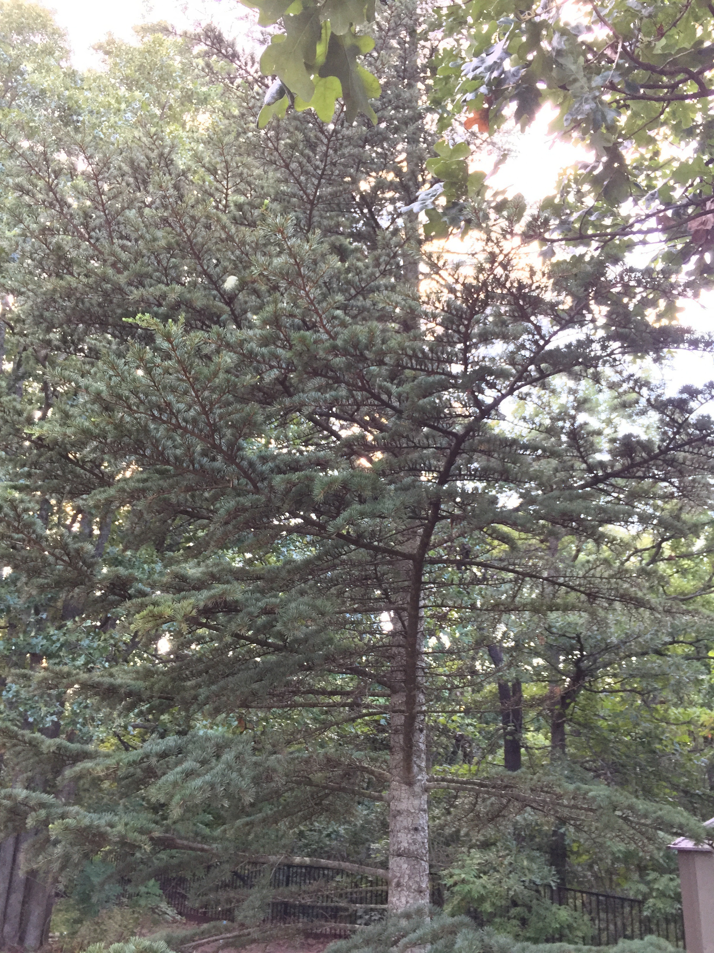 Cedrus libani 