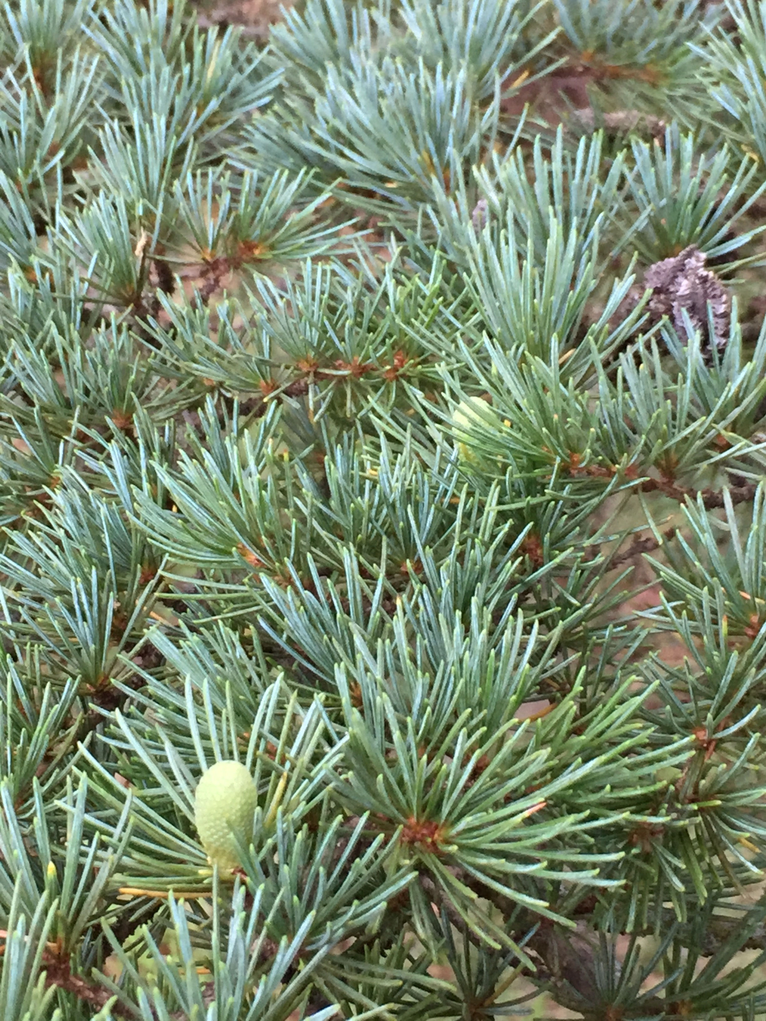Cedrus libani 