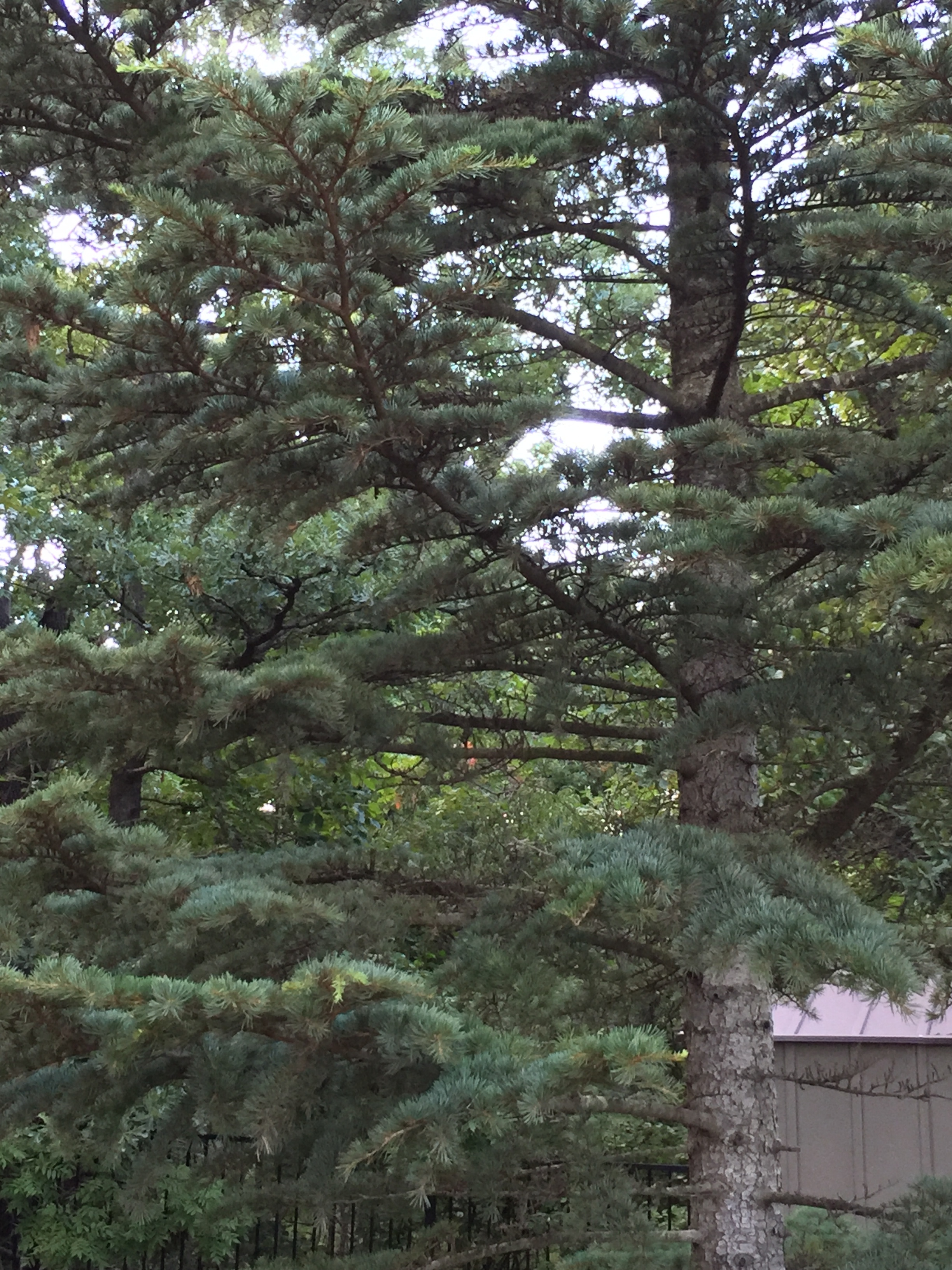 Cedrus libani 