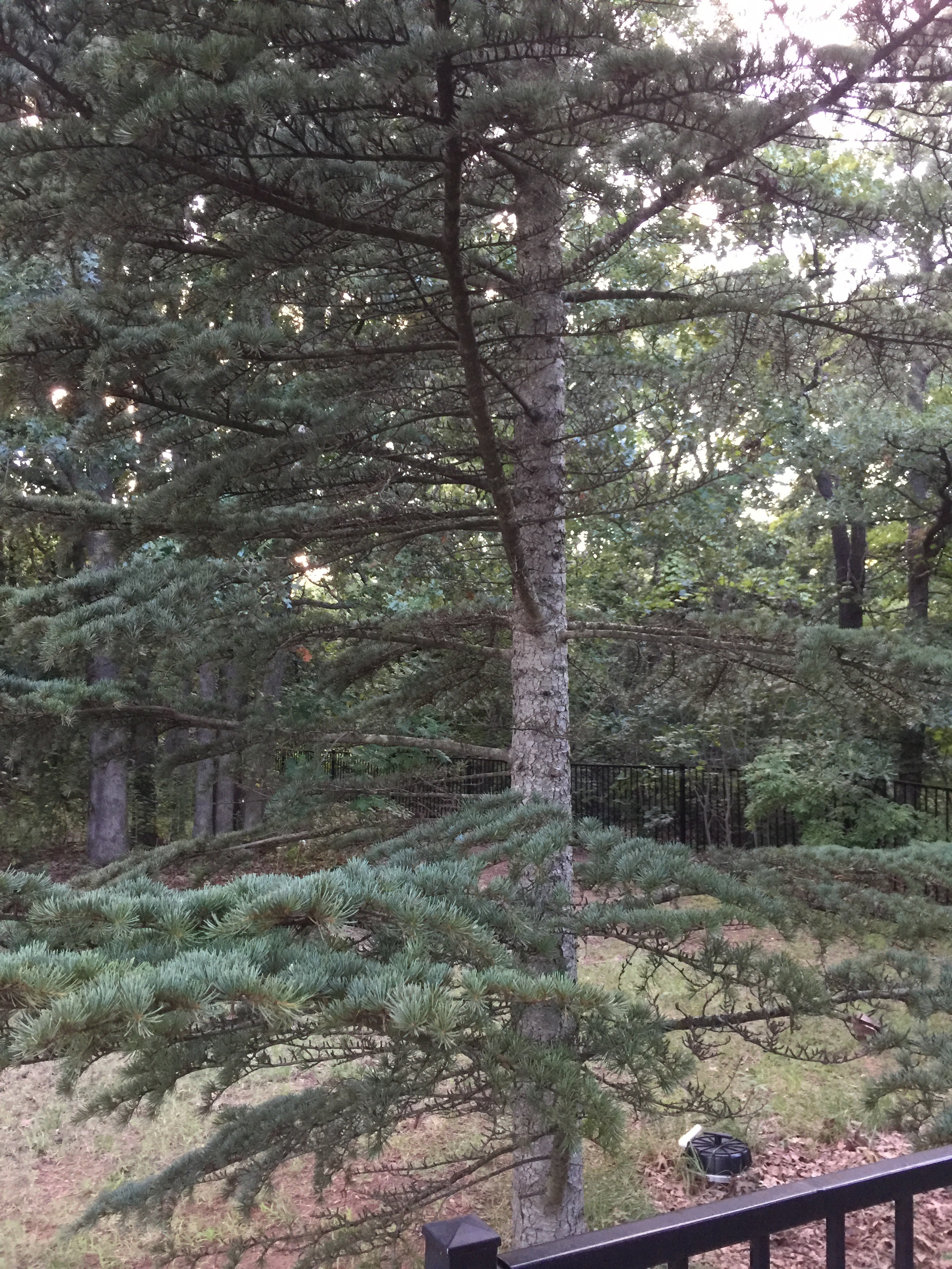 Cedrus libani 
