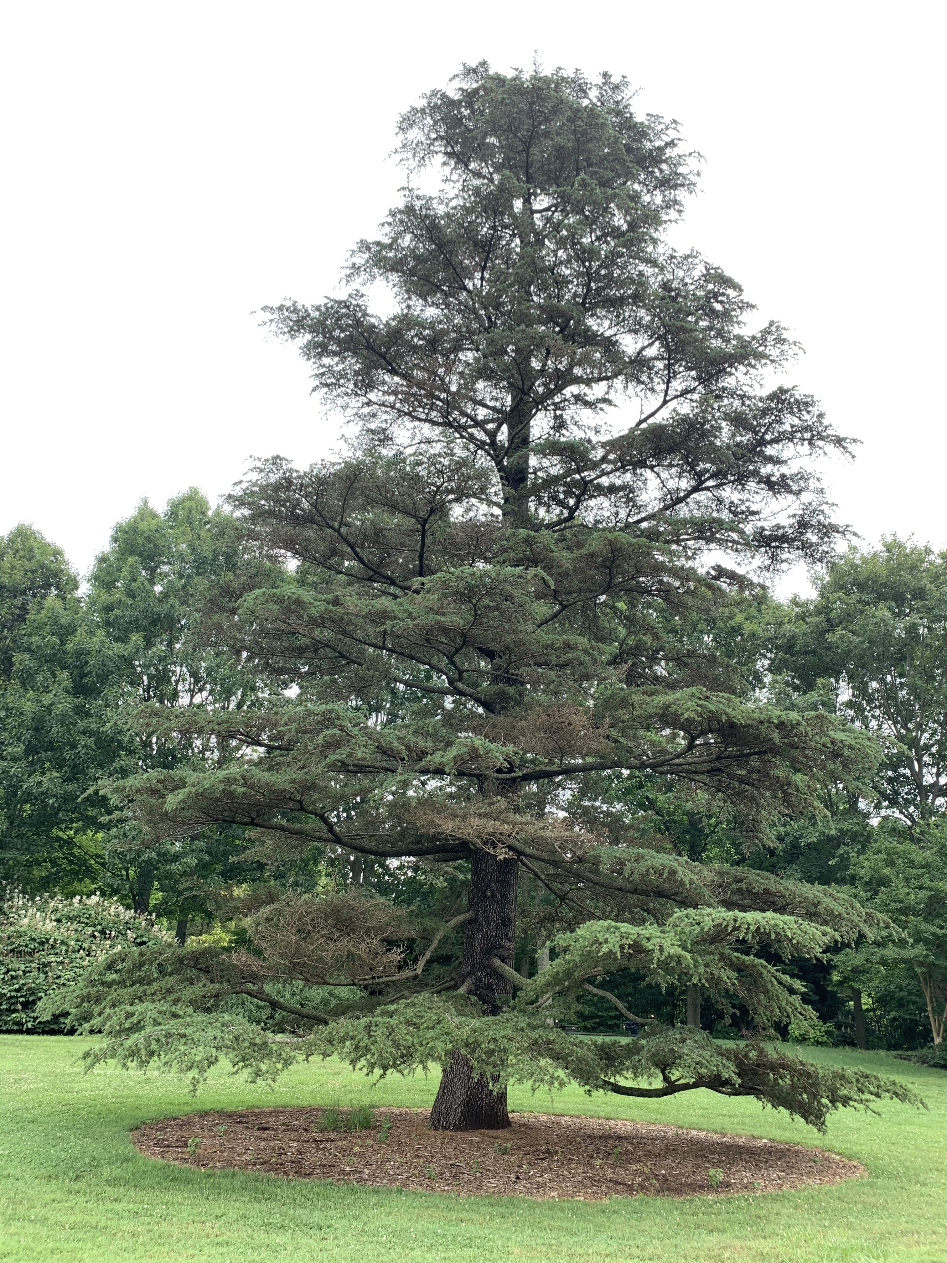 Cedrus libani 