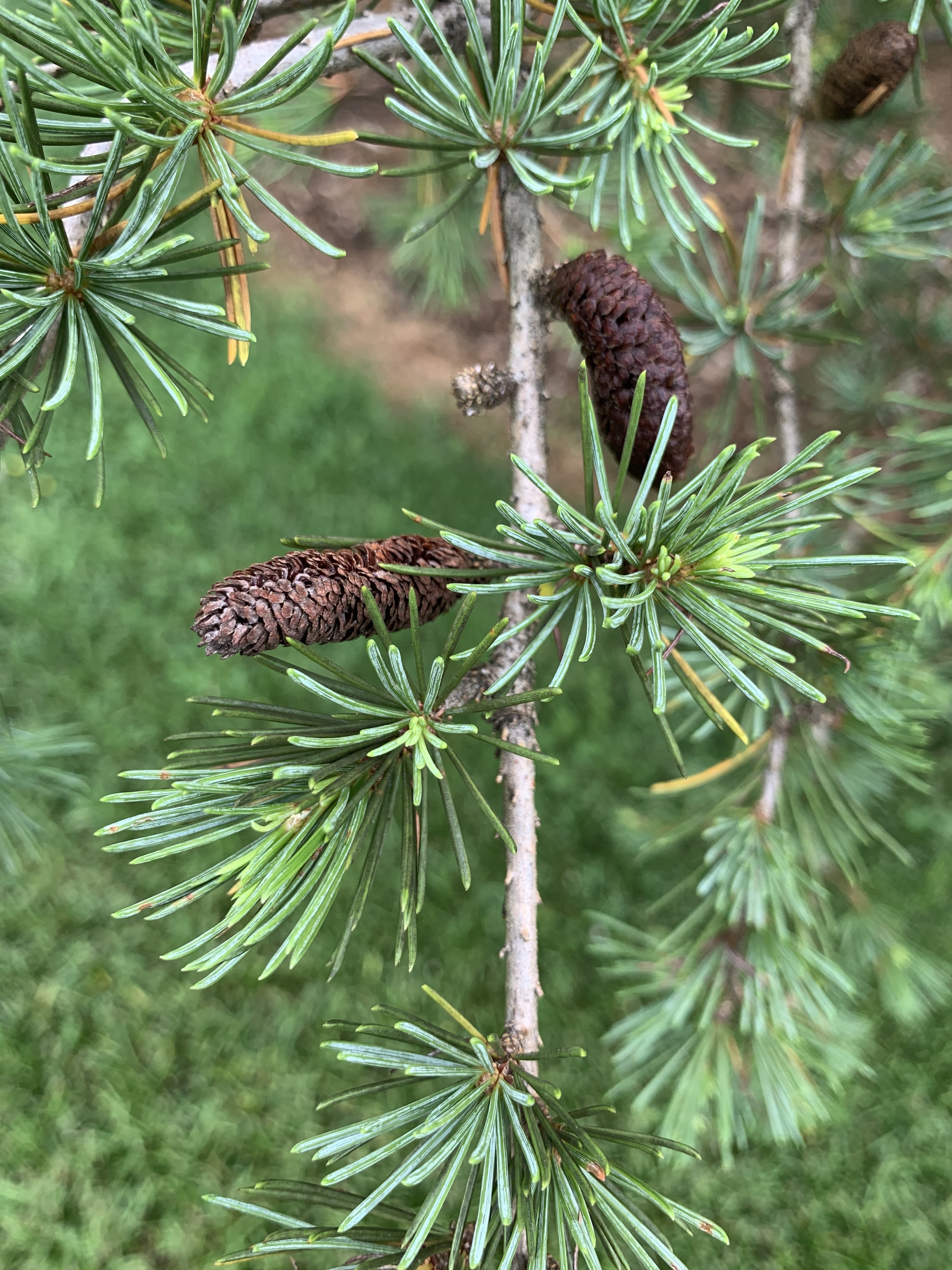 Cedrus libani 
