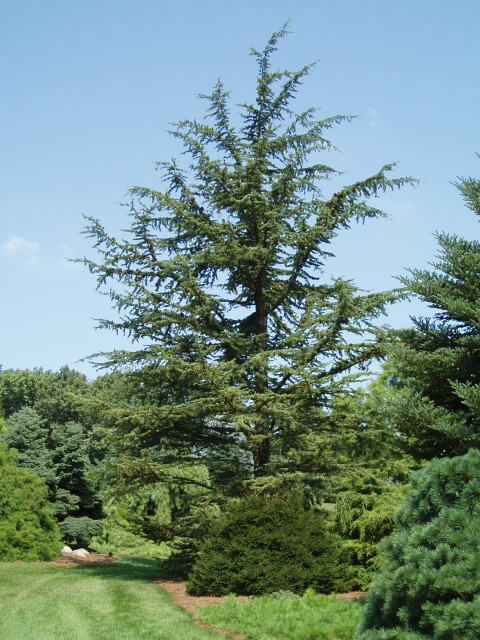 Cedrus libani 