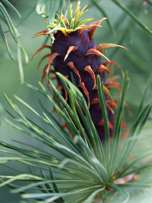 Larix griffithii 
