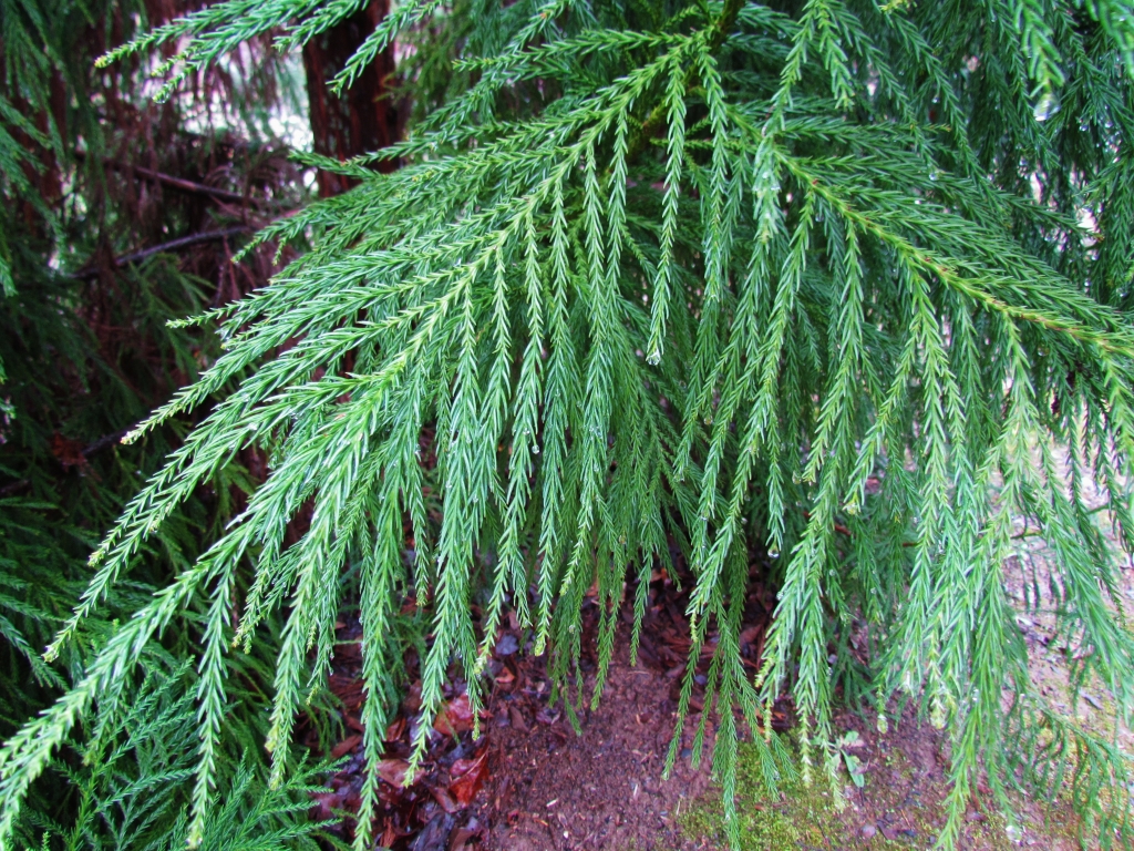 Cryptomeria japonica 