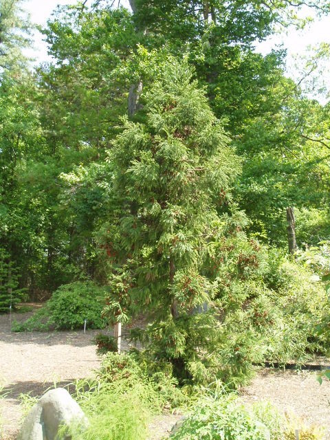 Cryptomeria japonica 