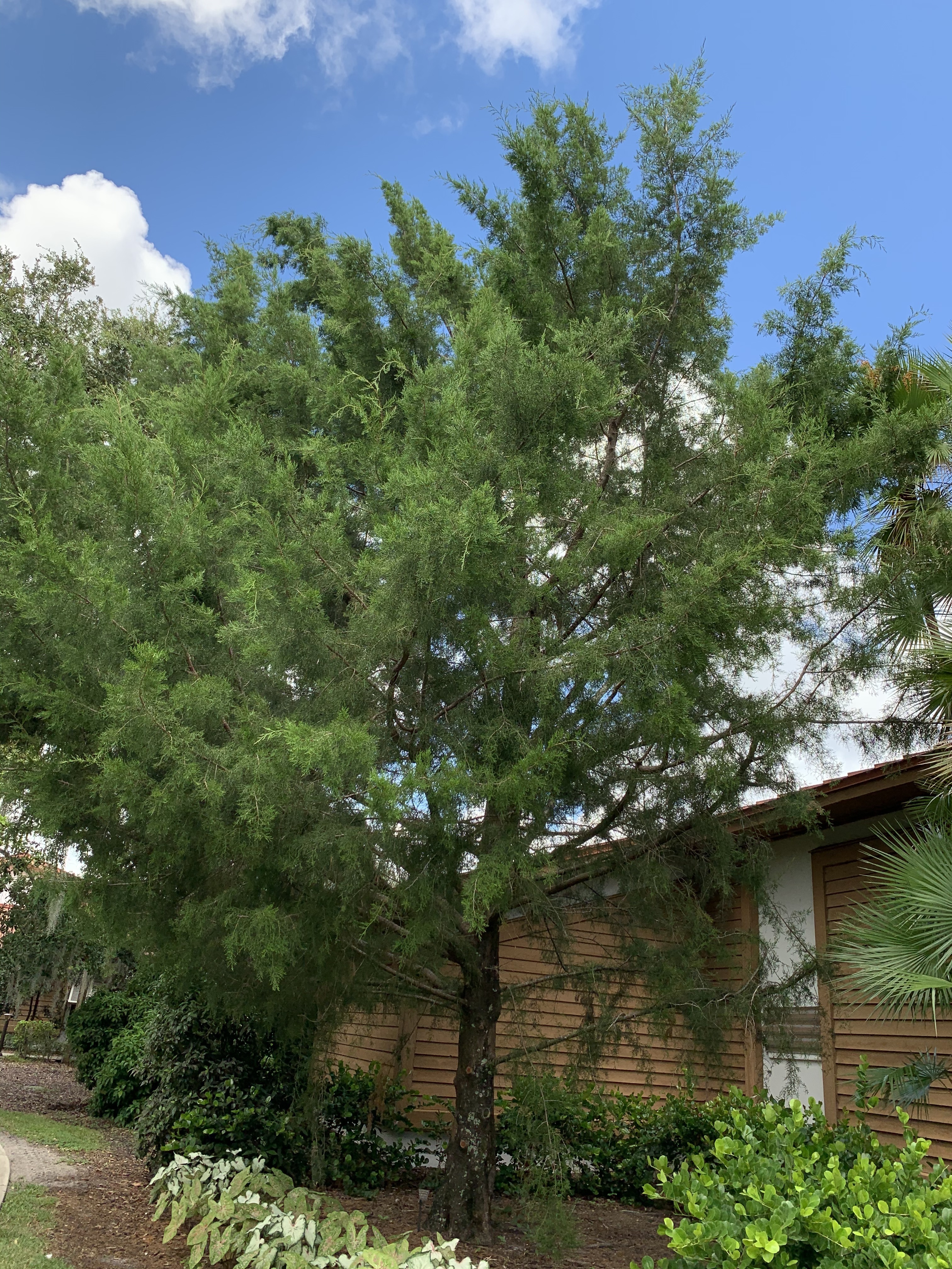 Juniperus virginiana 