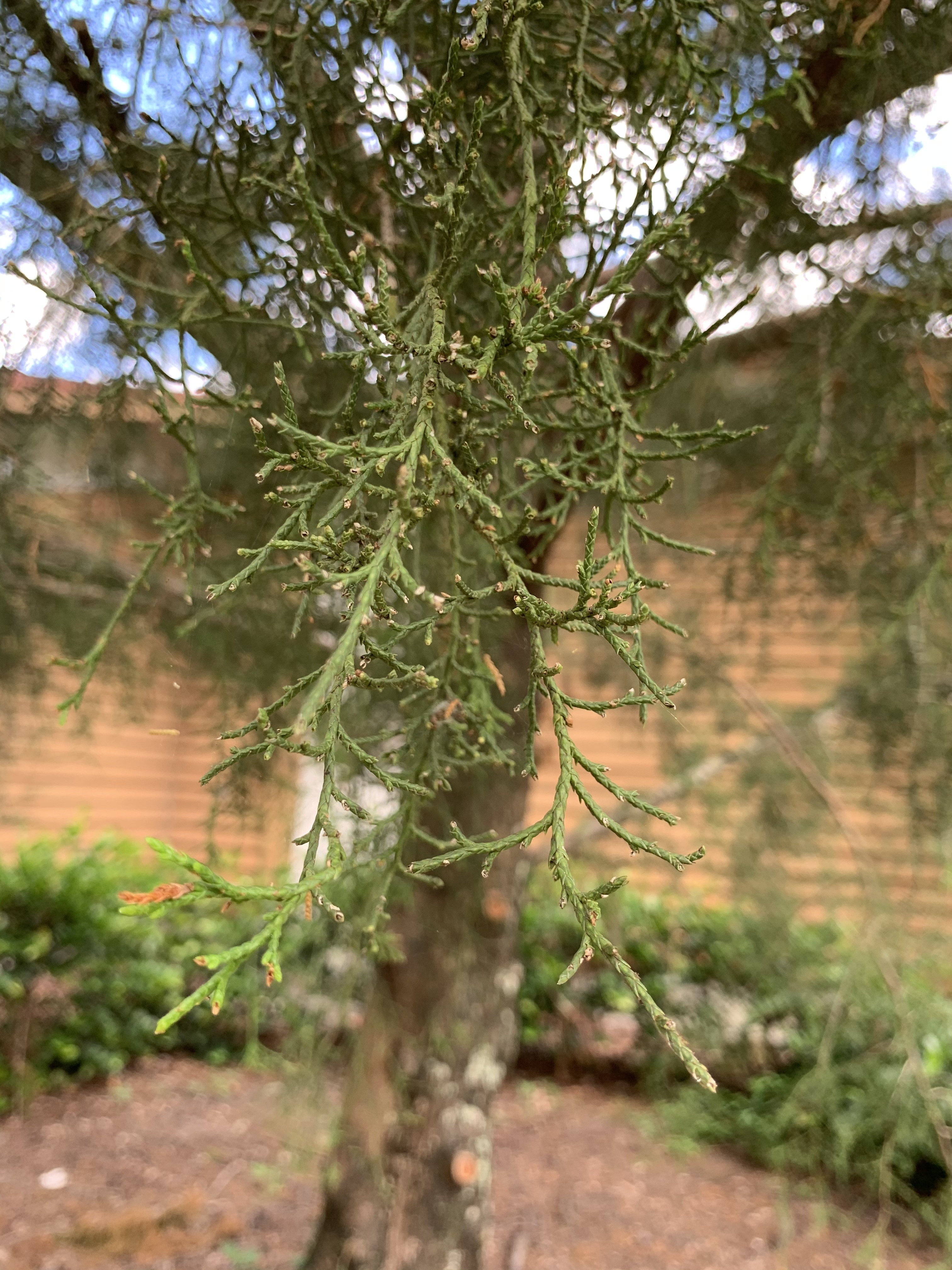 Juniperus virginiana 