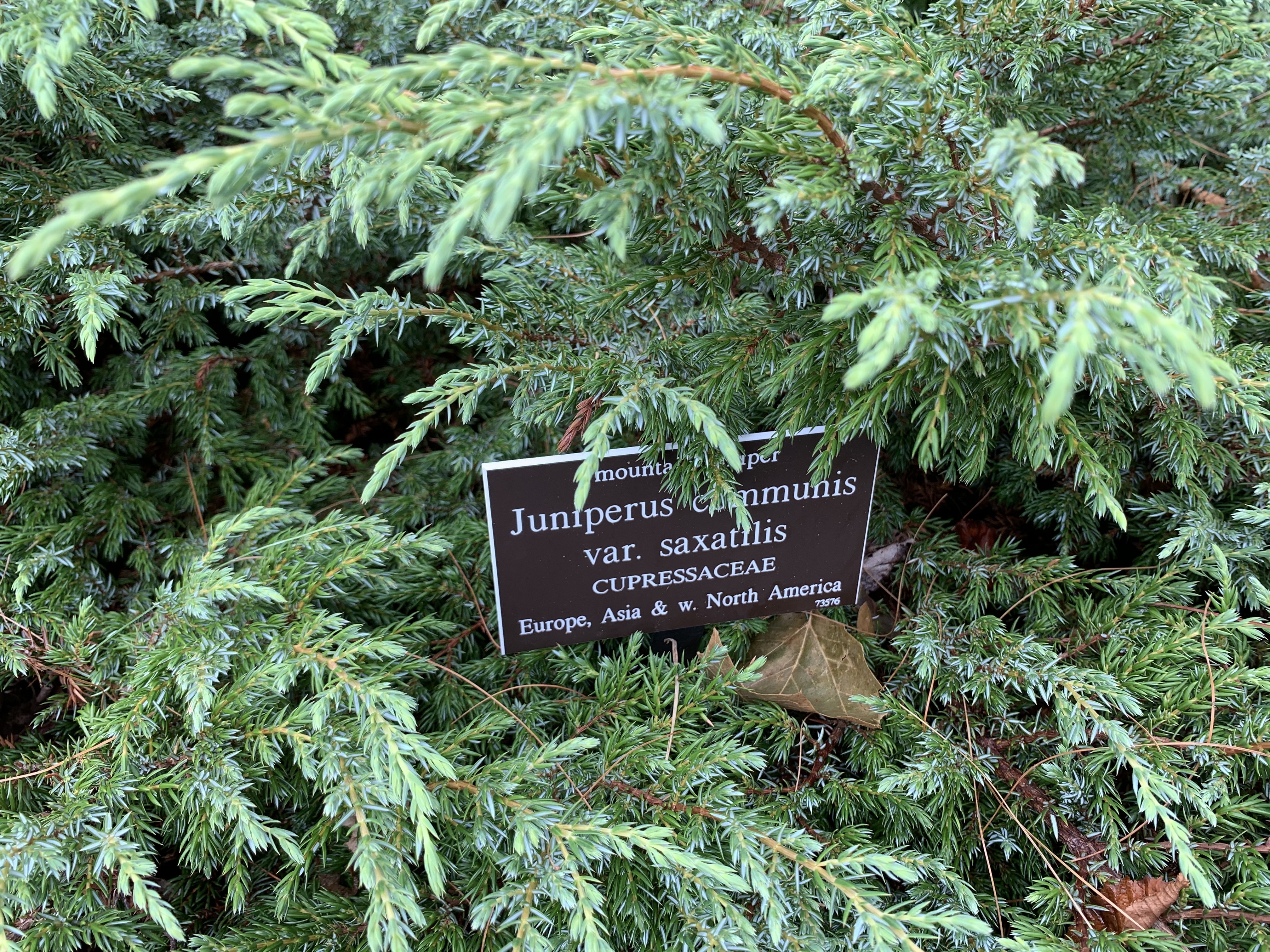 Juniperus communis 