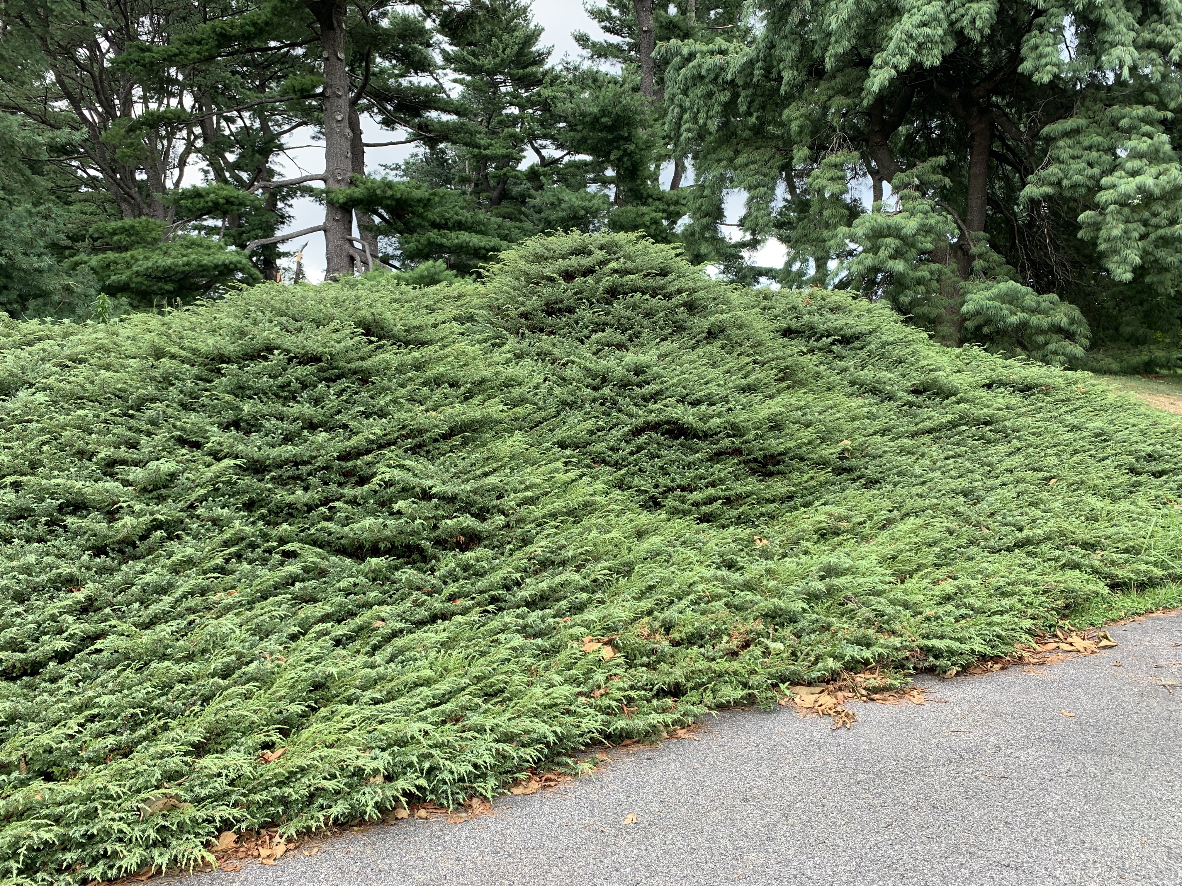 Juniperus communis 