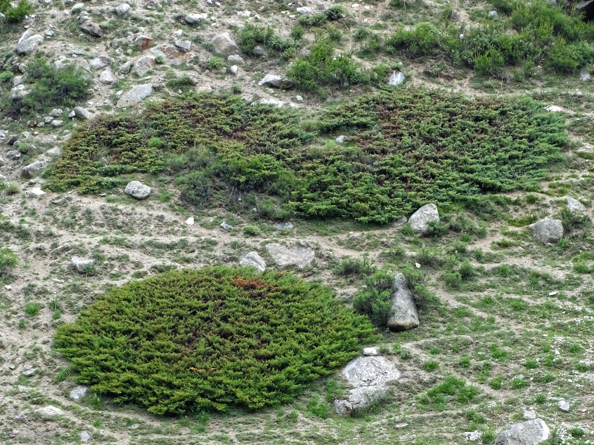 Juniperus communis 