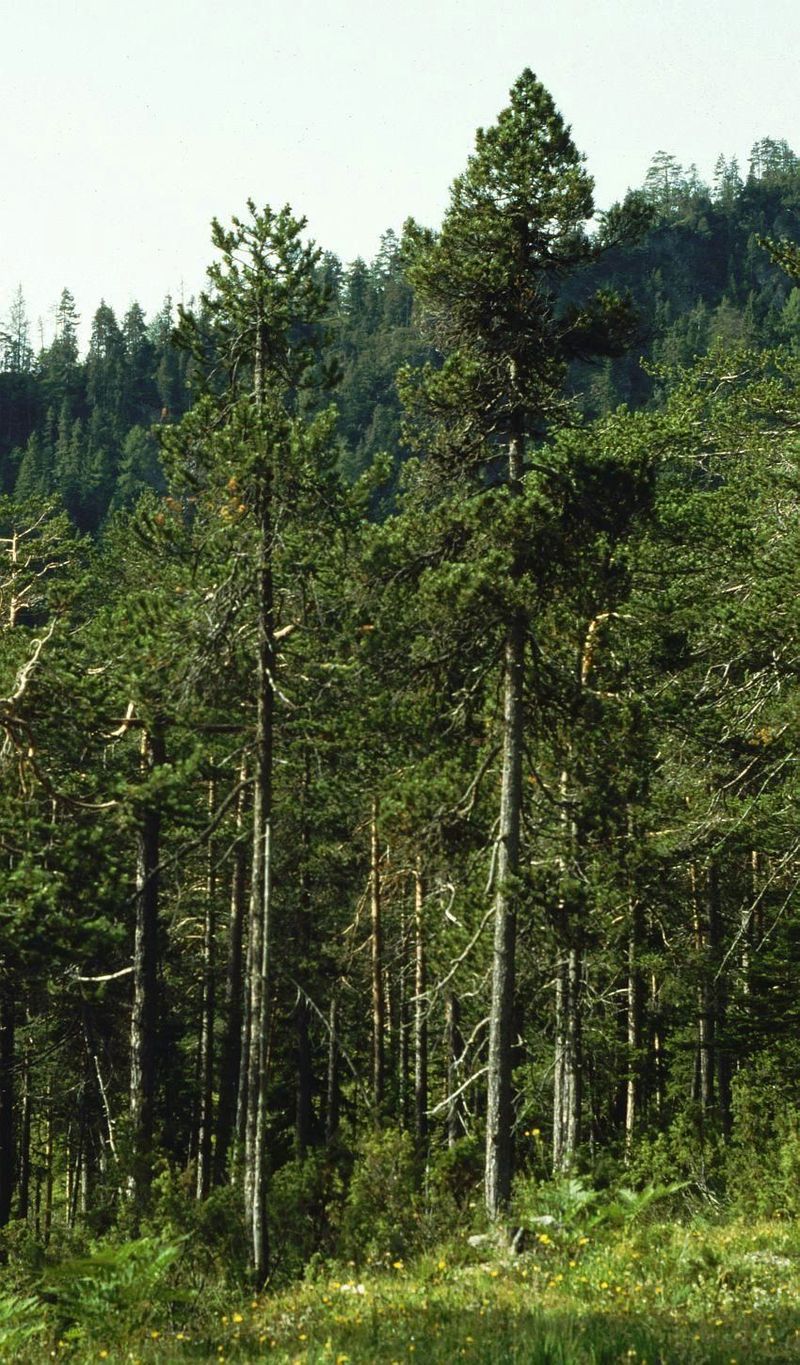 Pinus uncinata